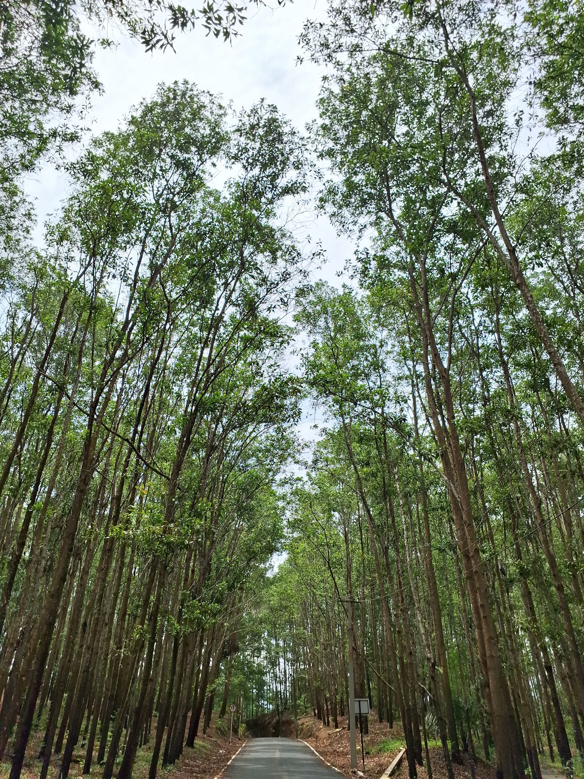 Panayam Reserve Forest
