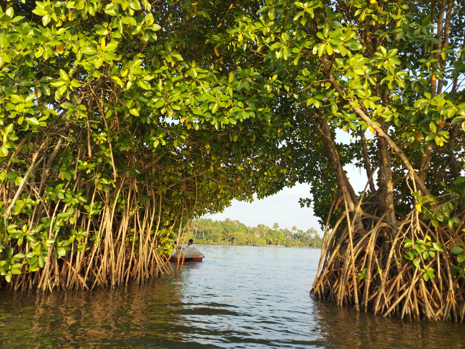 Munroe Island Mangrove Trees