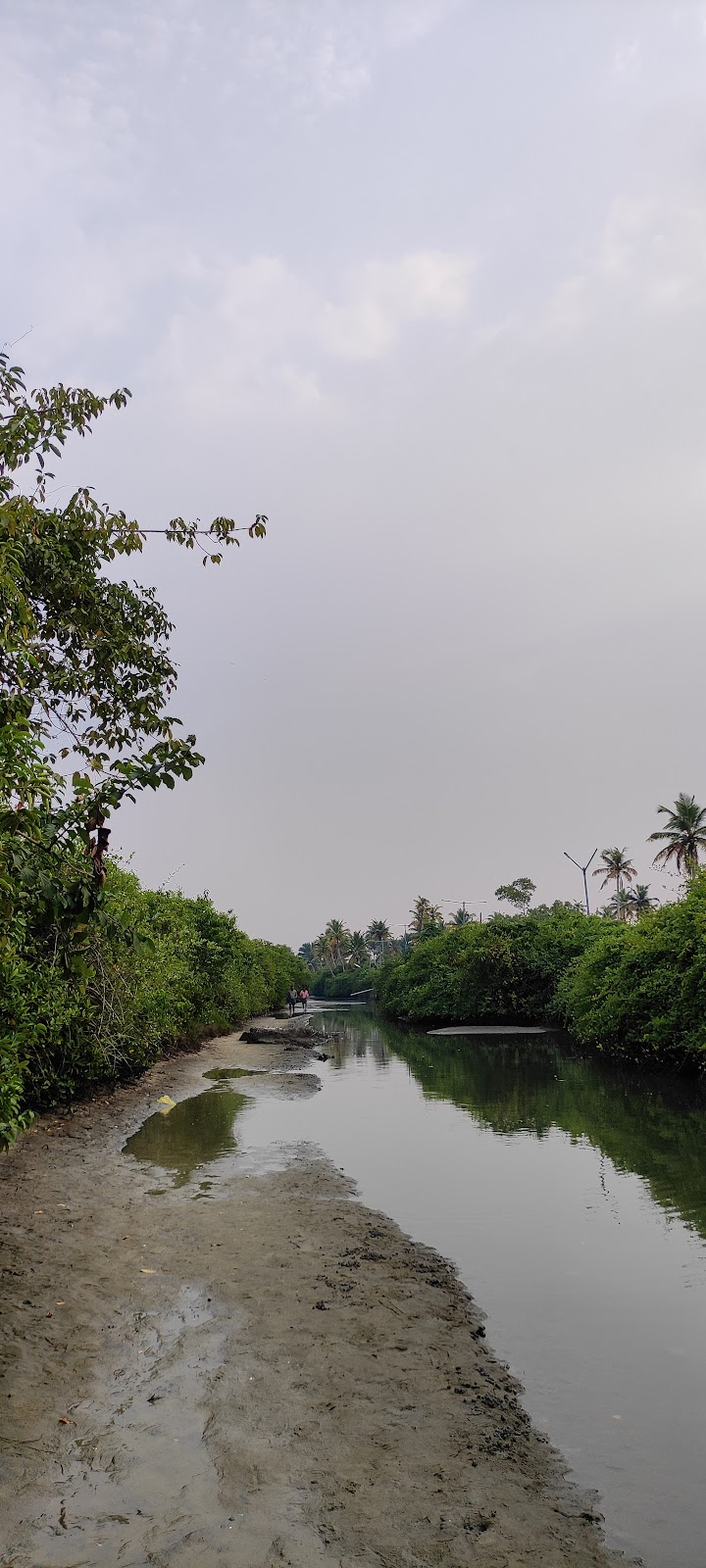 Ayiramthengu Mangrove Forest