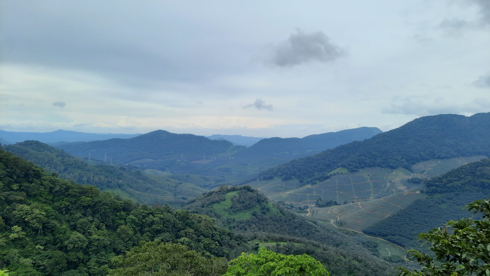 Ambanad Tea Estate