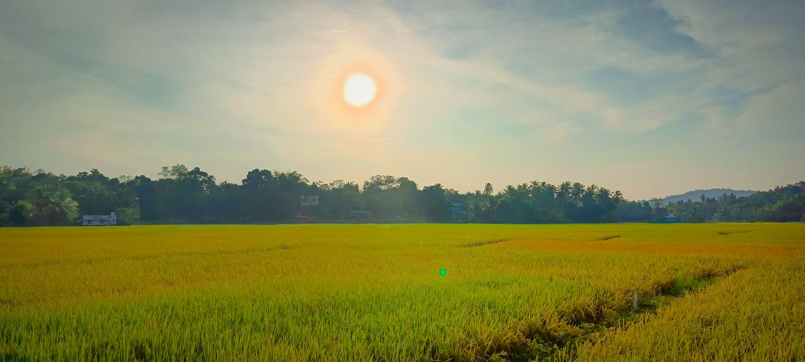 Kozhukkully Paddy