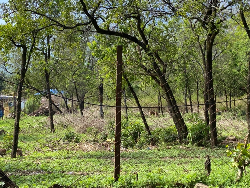 Sandalwood Forest
