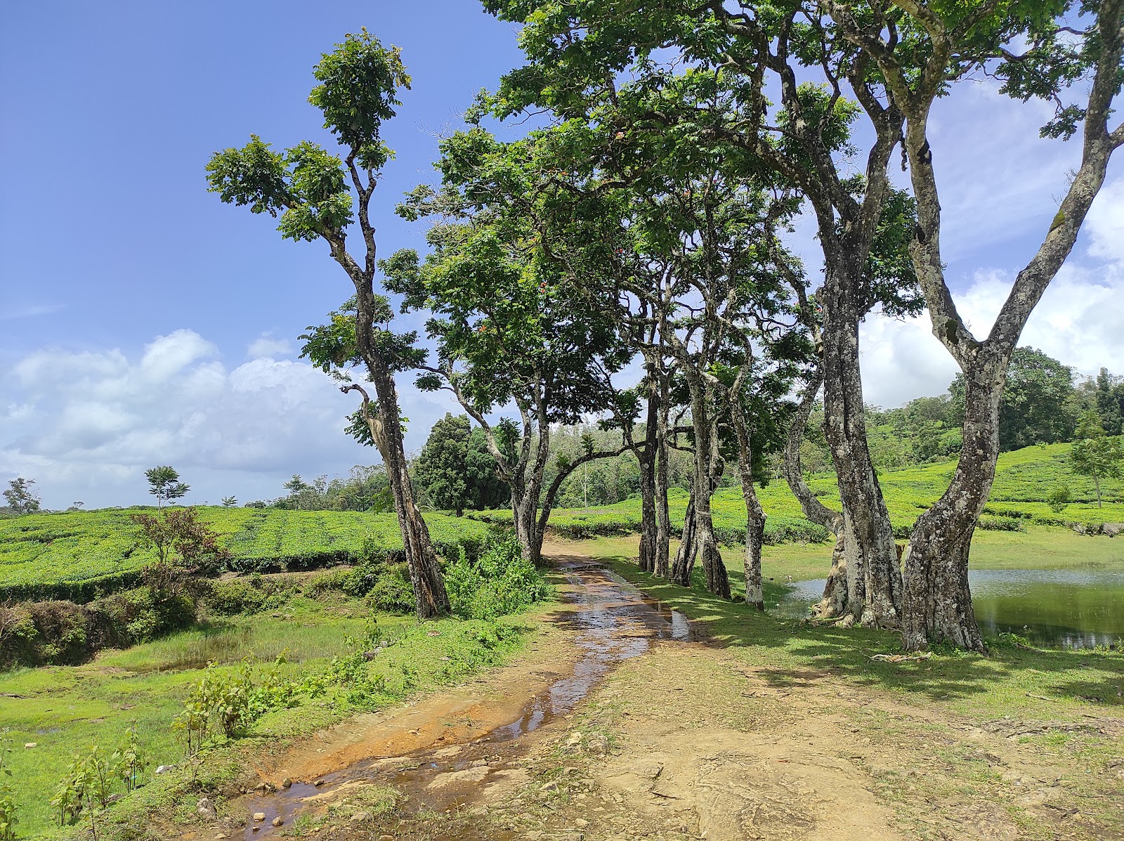 Ladrum Viewpoint