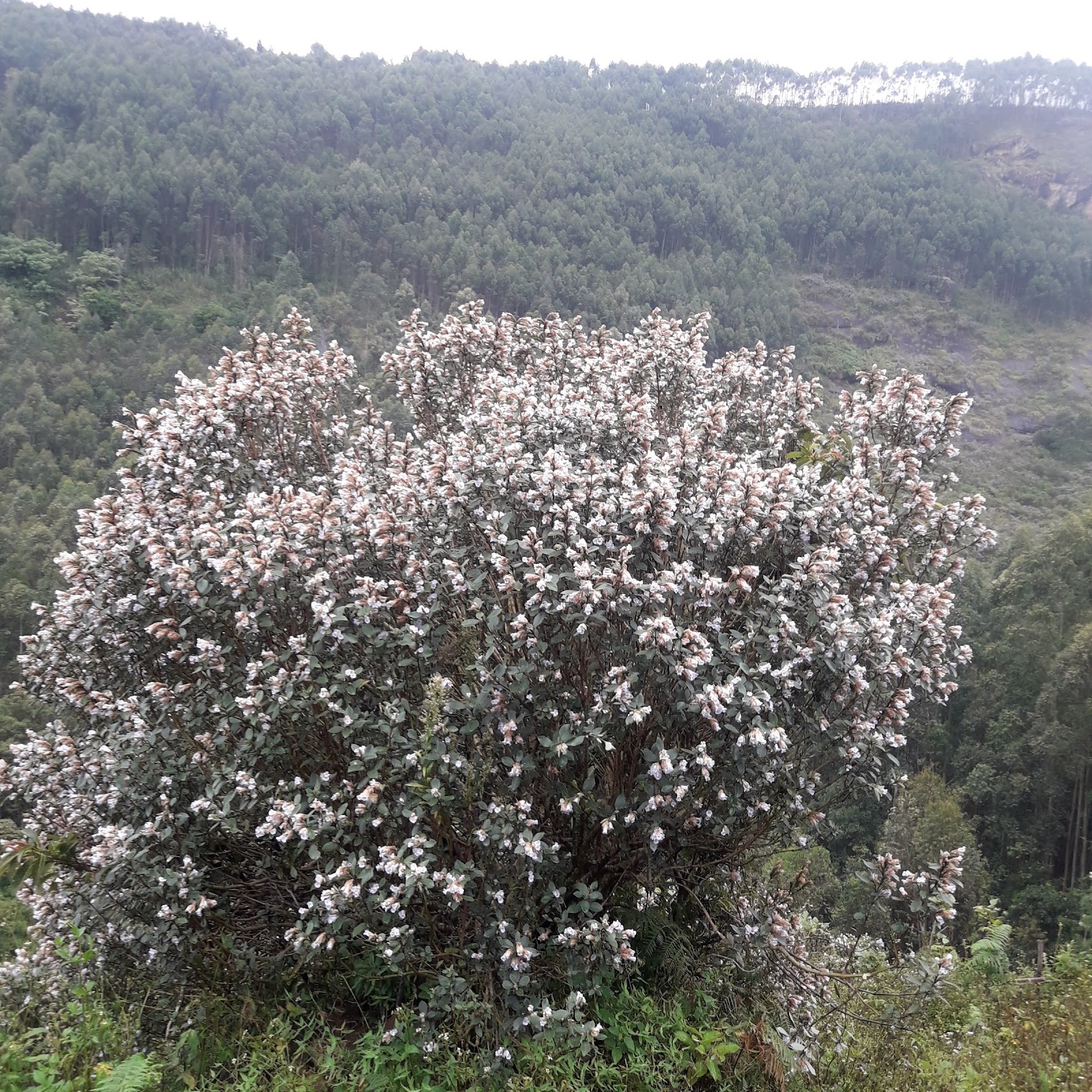 Kurinjimala Sanctuary