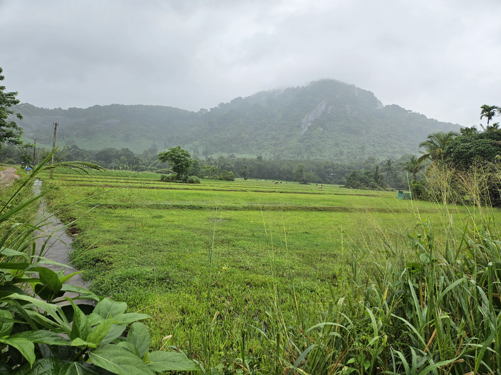Chattilampadam Viewpoint