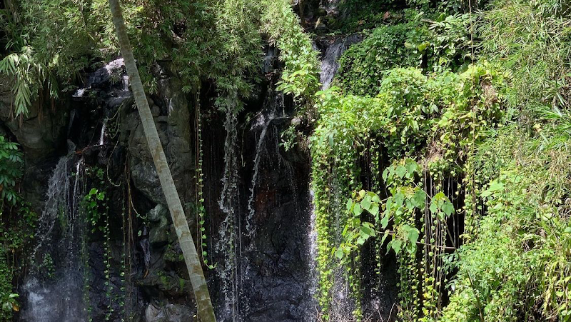 Rain Forest Ayur County Resort property view