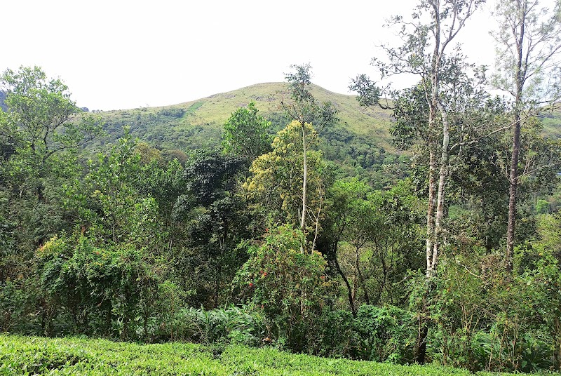 Ellickal Homestay Calvarymount property view