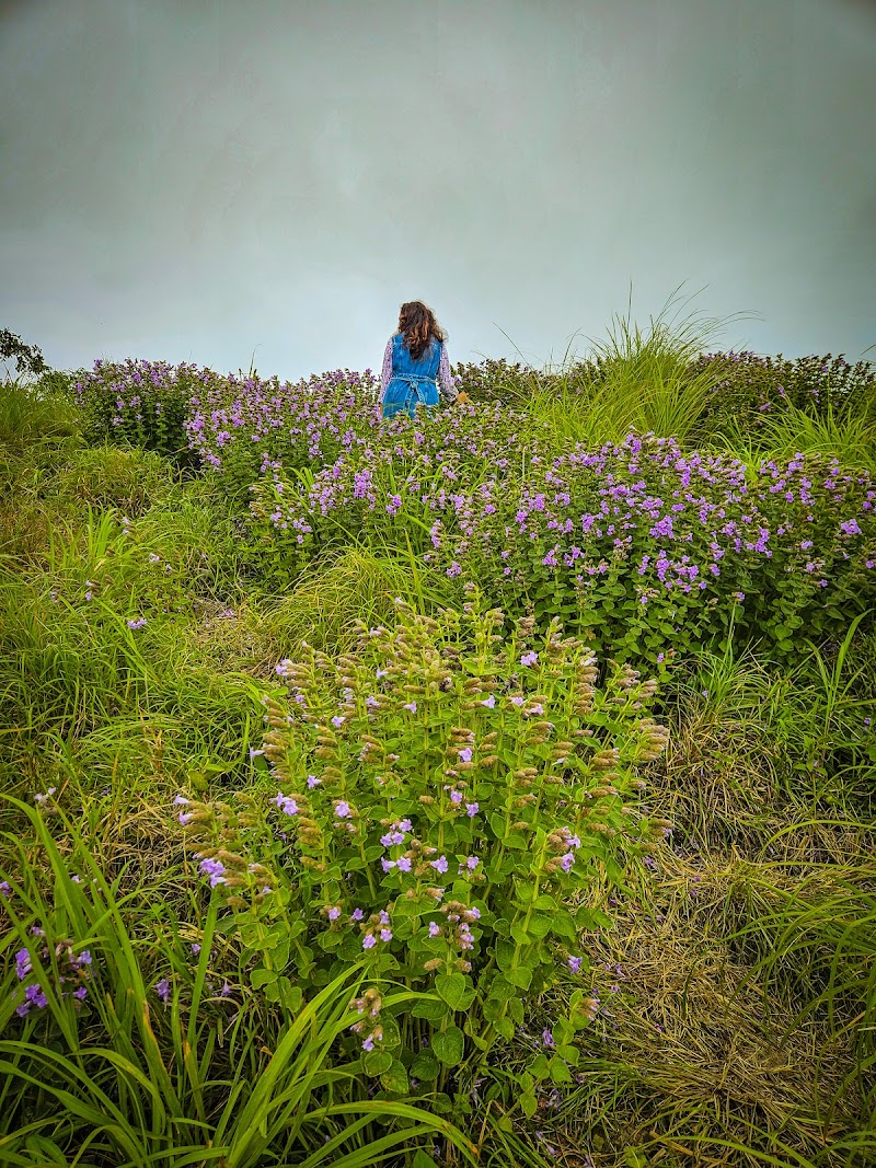 Misty lavender Hill Stay travel photo