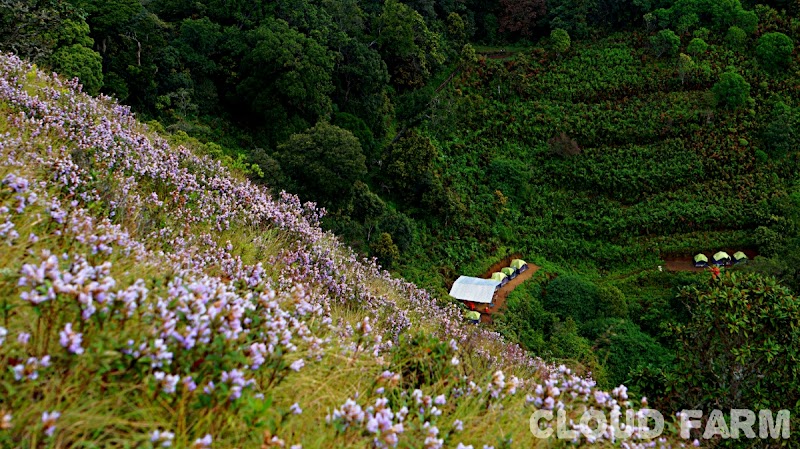 Cloud Farm Munnar