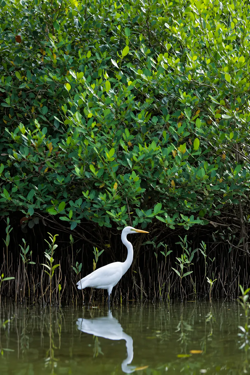 A white egret standing in shallow water beside dense mangrove foliage