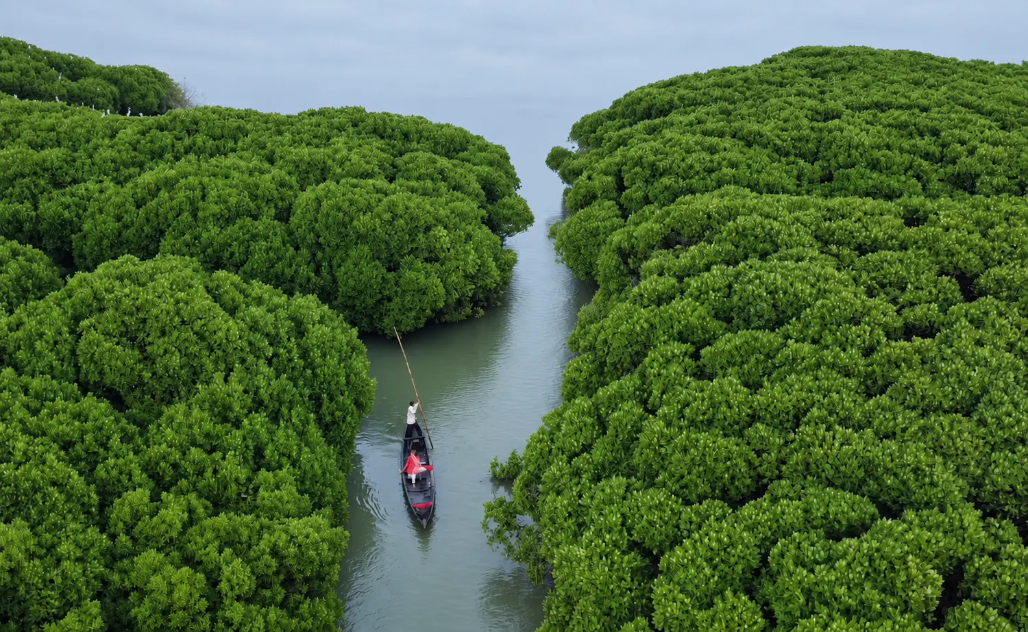 A small canoe moving along a narrow channel between dense mangroves