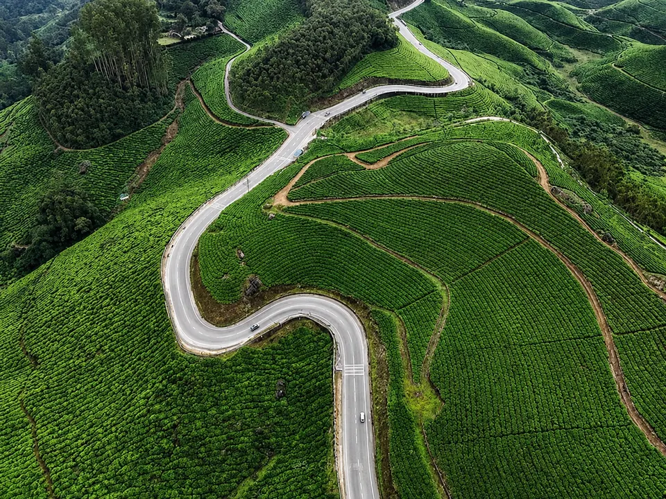 Winding road through tea hills — user-supplied, AI-enhanced photograph