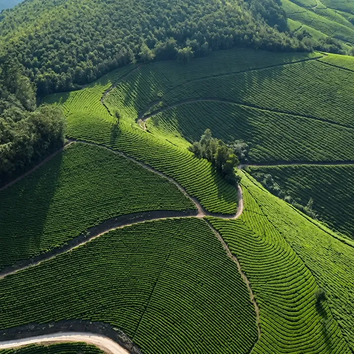 Aerial view of tea rows and winding estate roads — AI-enhanced