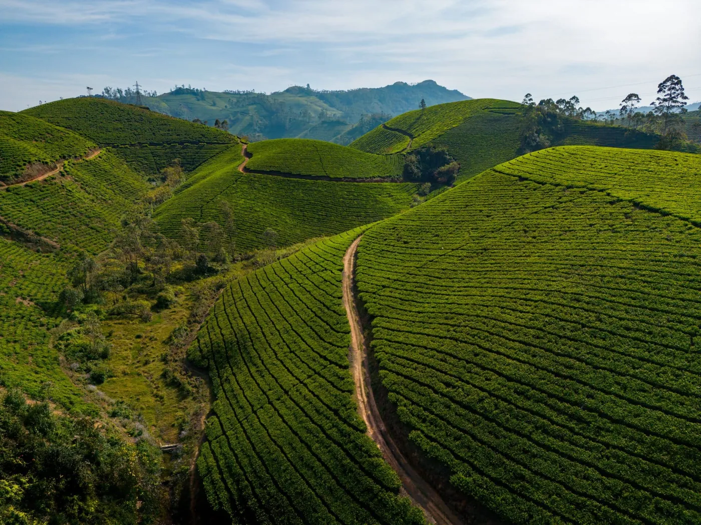Tea-covered hills and winding estate paths