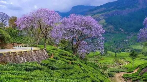 Flowering trees beside a road and tea-covered slopes