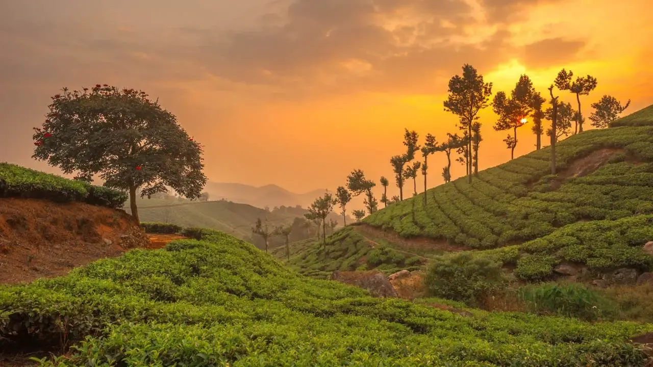 Warm sunset light over tea-covered hills