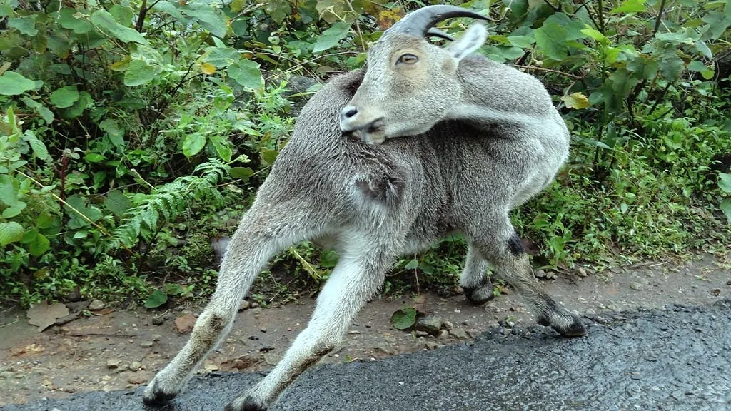 Nilgiri tahr standing beside a wet mountain road surrounded by green vegetation