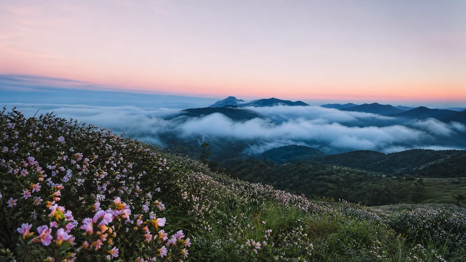 Pink wildflowers overlooking mist-filled mountain valleys near Pooppara at sunrise