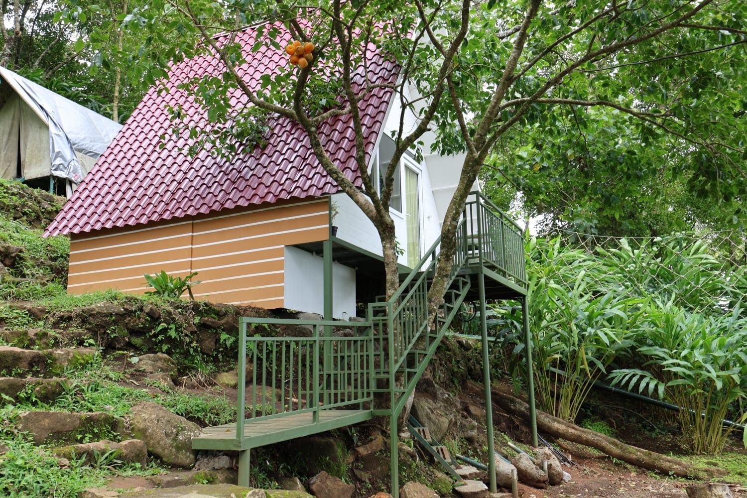 Tentdobia image 1