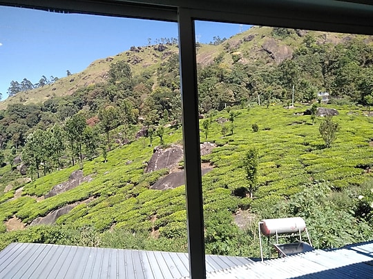 Tea Dale image 2