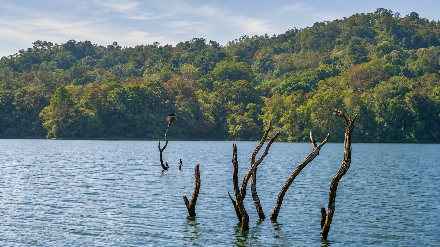 Forested lake and standing tree trunks in the Thekkady region