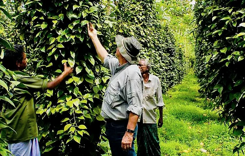 Visitors examining plants among dense spice vines
