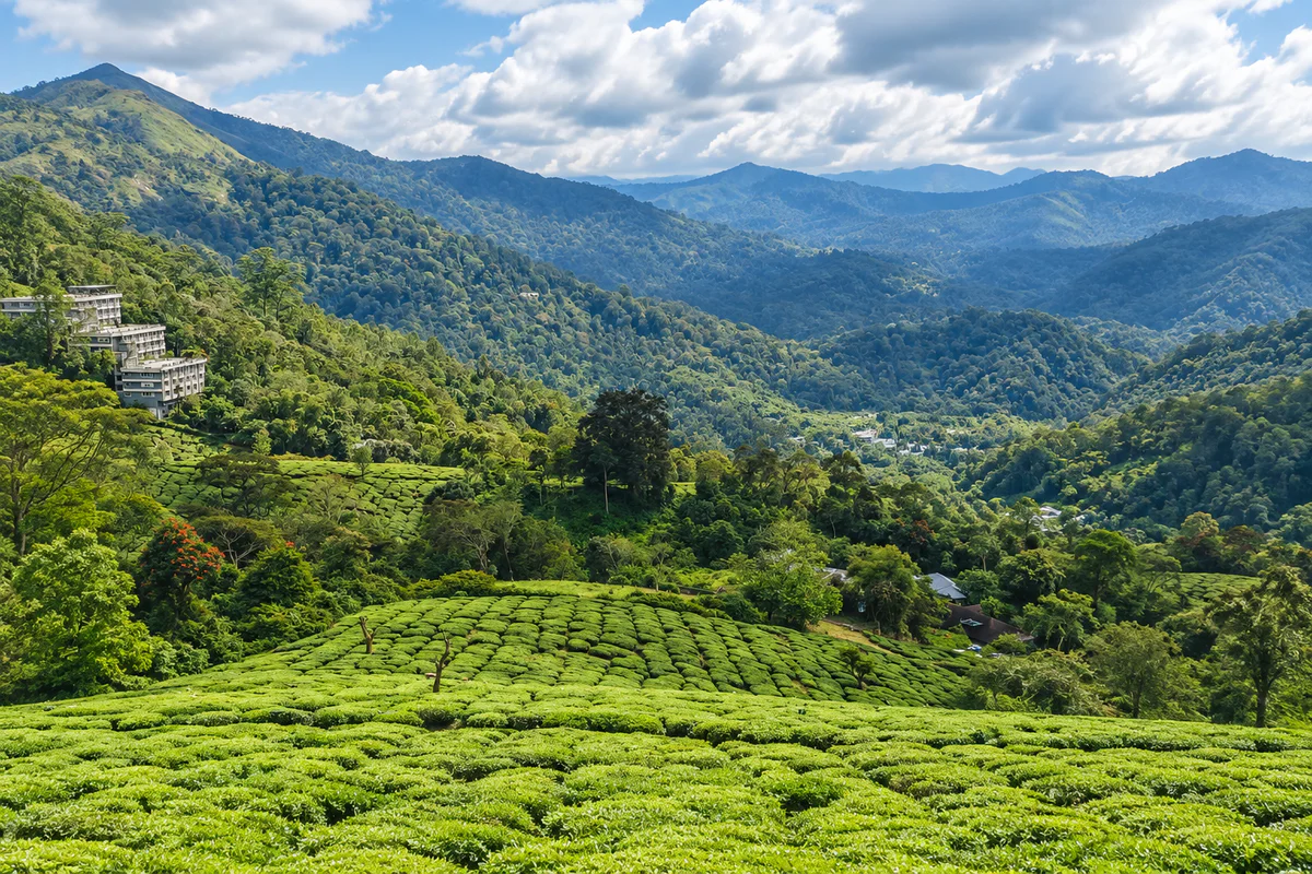 Tea gardens and forested hills on the wider Munnar approach
