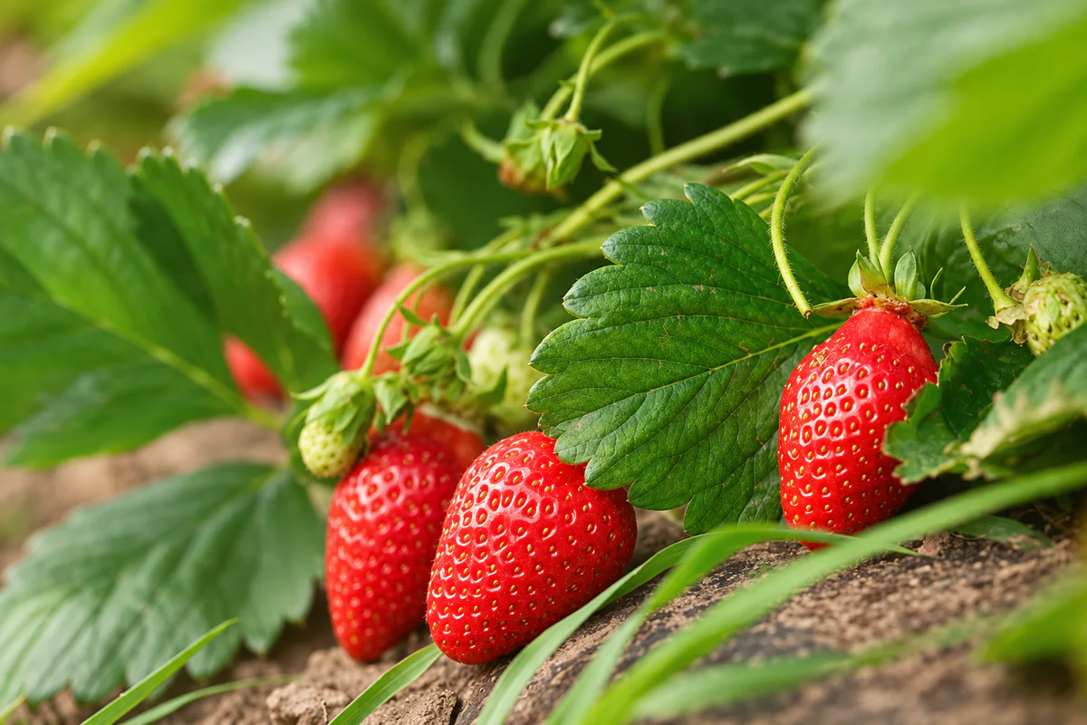 Ripe strawberries growing on a highland farm