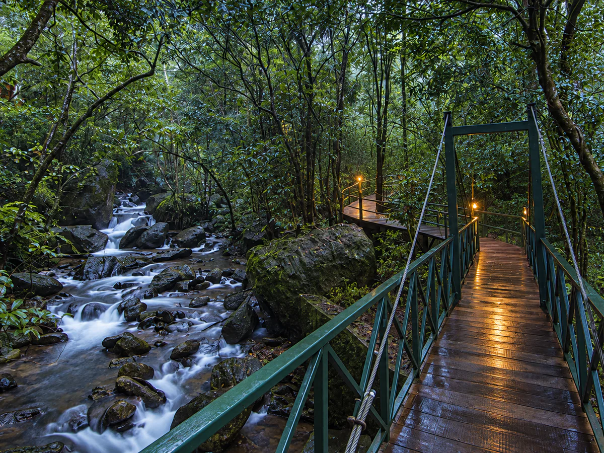 A rain-fed forest stream beside a footbridge in Vythiri